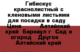 Гибискус краснолистный с кленовыми листьями для посадки в саду › Цена ­ 450 - Алтайский край, Барнаул г. Сад и огород » Другое   . Алтайский край